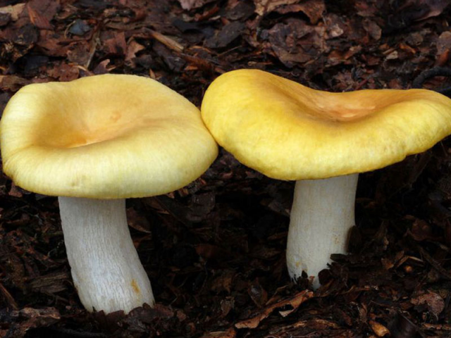 Мицелий Сыроежки желтой / Сыроежка светло-желтая (Russula claroflava)